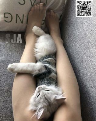 暴龙战车_BD国语在线播放观看